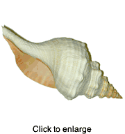 Horse Conch Sea Shell  11" to 12" - click to enlarge