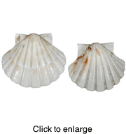 Japanese Cup Bivalve Sea Shells - click to enlarge