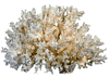 LACE CORAL