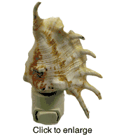 Lambis Shell Night Light - click to enlarge
