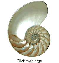 Large 2/3 cut Sliced Nautilus Shell - Natural: 7" to 8" - click to enlarge