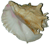 Large Natural Conch Shell - Top Grade