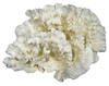 MERULINA CORAL 