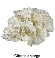 MERULINA CORAL  - click to enlarge