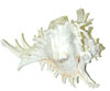 MUREX RAMOSUS SEA SHELLS
