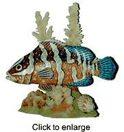 Nassau Grouper Fish Collectible - click to enlarge