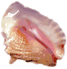 Natural Conch Shell - Large