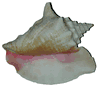 Natural Conch Shell - Medium