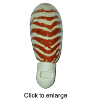 Natural Front Cut Nautilus Sea Shell Night Light - click to enlarge
