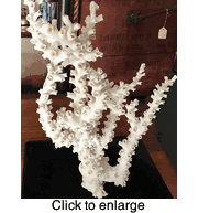 Natural Octopus Coral  15" - 10" - click to enlarge