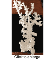 Natural Octopus Coral 15" by 9" - click to enlarge