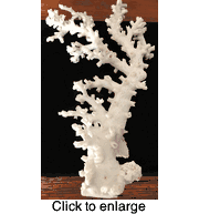 Natural Octopus Coral 15" by 9" by 4" - click to enlarge