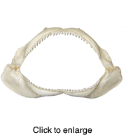 Natural Shark Jaw 11' - 13" - click to enlarge