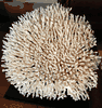 Natural Table Coral 16" by 15"