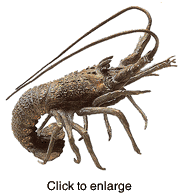 New England Lobster Brass Sculpture - click to enlarge