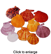 Noble Pecten Sea Shells  - click to enlarge