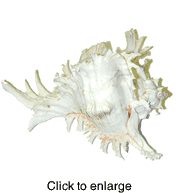 Pacific murex ramosus sea shell - 9" to 10" - click to enlarge