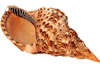 Pacific Triton Sea Shell -  11"