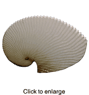 Paper Nautilus Sea Shell 4" to 5" - click to enlarge