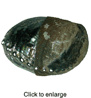 Paua Abalone Shell - Polished and Natural (Half and Half) Large - click to enlarge