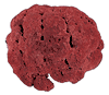 PIPE ORGAN CORAL 