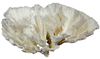 POCA CORAL