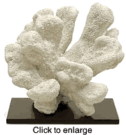 REPLICA FAUX  CORAL - click to enlarge