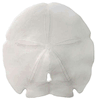 Round Sanddollar 4" 