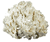 RUGOSA CORAL 