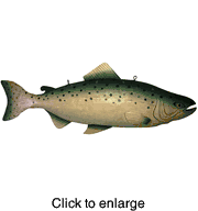 Salmon Trade Sign - Two Sided - click to enlarge