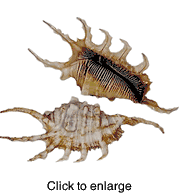 Scorpio Spider Sea Shell - click to enlarge