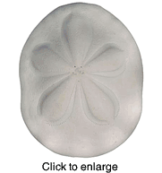 Sea Biscuit 3 1/2" - 4"  - click to enlarge