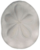 Sea Biscuit 3 1/2" - 4" 