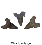 SHARKS TEETH - click to enlarge