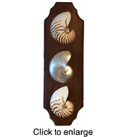 Shell Art on Wood Wall Plaque 2 Vertical - click to enlarge