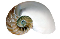 Sliced Nautilus Shell - Pearlized:  5" to 6"