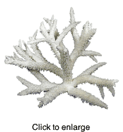 STAGHORN CORAL - click to enlarge