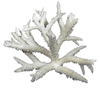 STAGHORN CORAL