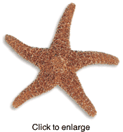 SUGAR STARFISH - click to enlarge