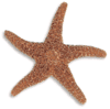 Sugar Starfish:  3" to 4"