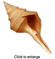 Syrinx Aruanus Sea Shell 17"  to 18" - click to enlarge