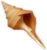 Syrinx Aruanus Sea Shell 19"  to 20"