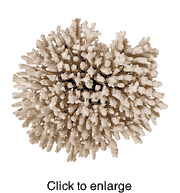 TABLE CORAL - click to enlarge