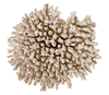 TABLE CORAL