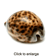 Tiger Cowrie Sea Shell - click to enlarge
