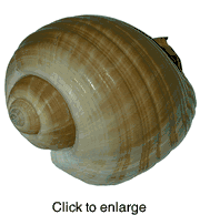 Tonna Oleira 8" - click to enlarge