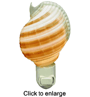 Tonna Shell Night Light - click to enlarge