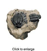 TRILOBITES - click to enlarge