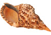 TRITON SEA SHELLS