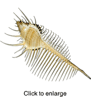 Venus Comb Murex Sea Shell - click to enlarge